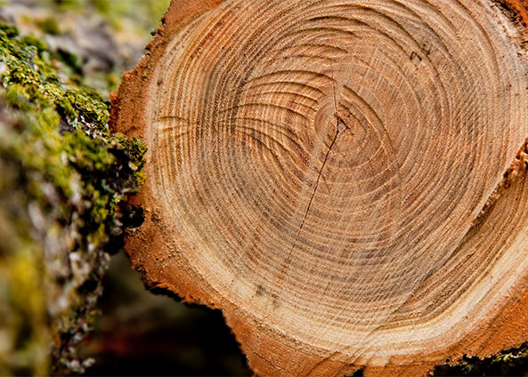 ロンサン輸出入株式会社